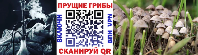 Галлюциногенные грибы Psilocybine cubensis  закладки  omg как войти  Первоуральск 